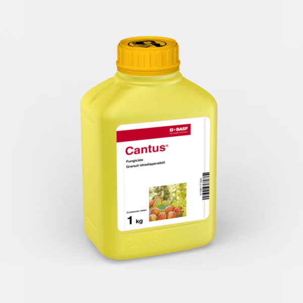 CANTUS KG. 1