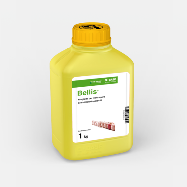 BELLIS KG. 1
